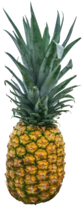 अनानास (Pineapple)