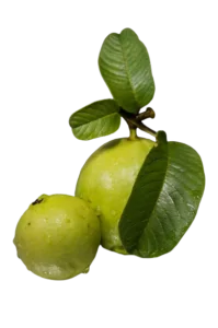 अमरूद (Guava)